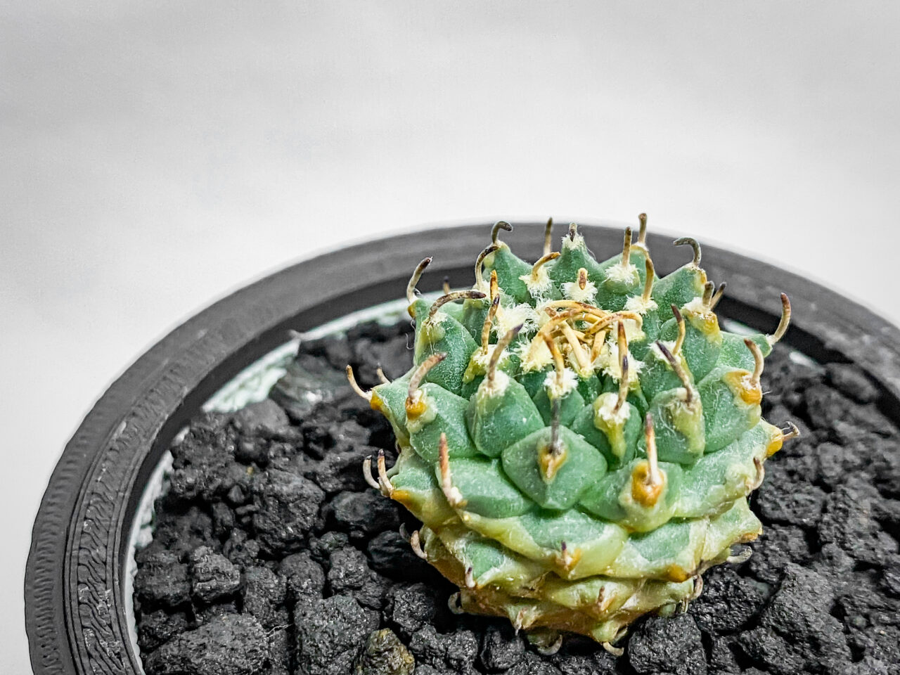 ツルビニカルプス・パナロットイ