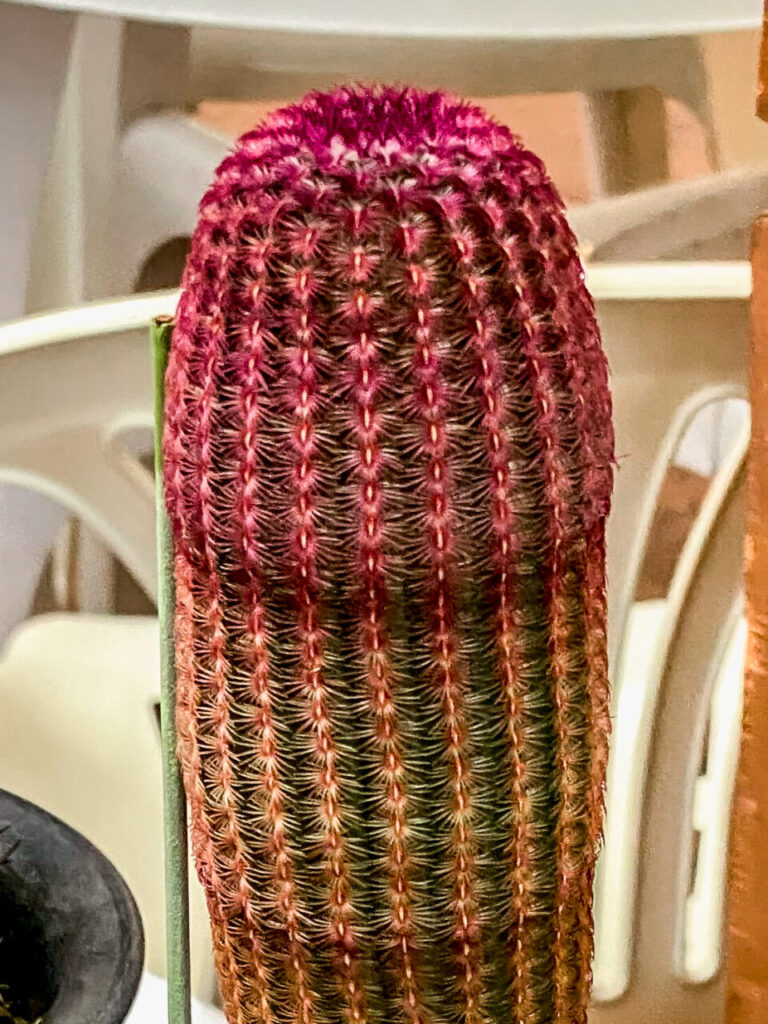 エキノセレウス・紫太陽