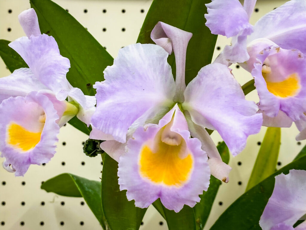 第52回埼玉洋らん展