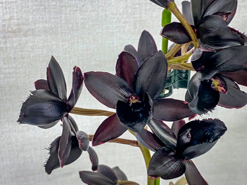 第52回埼玉洋らん展