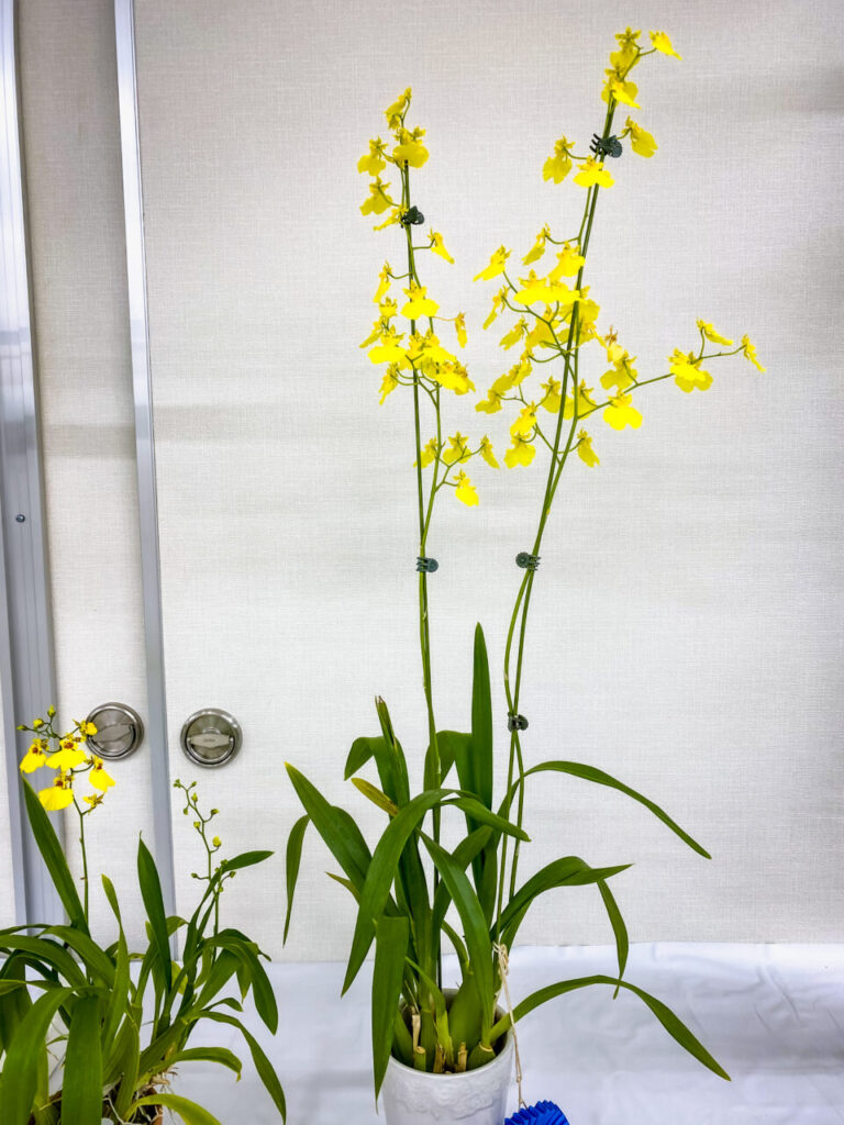 第52回埼玉洋らん展