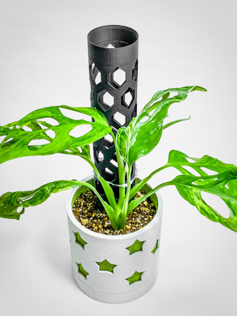 モンステラ・アダンソニー（マドカズラ）ミント斑