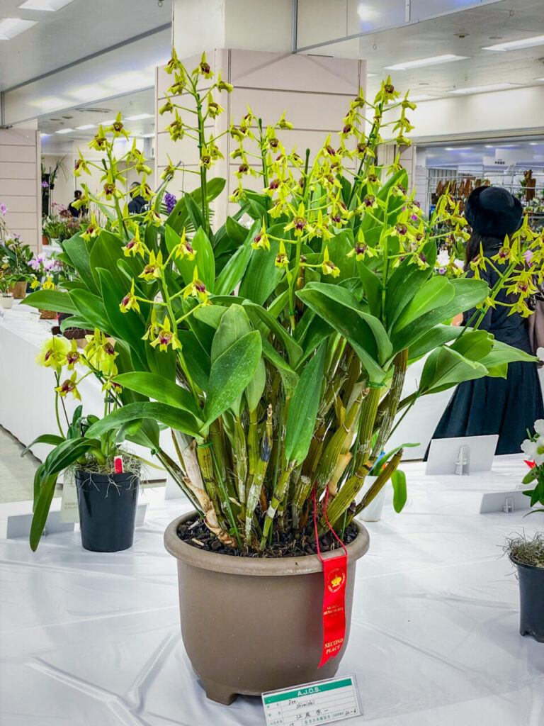 サンシャインシティ世界のらん展2026