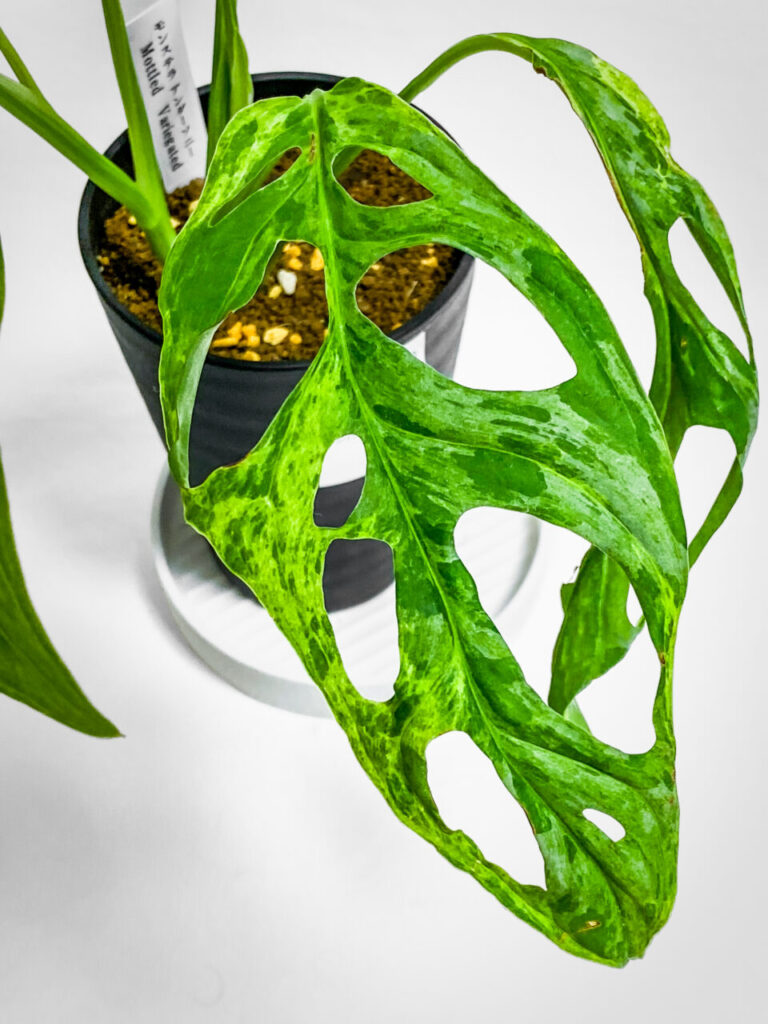 モンステラ・アダンソニー（マドカズラ）ミント斑