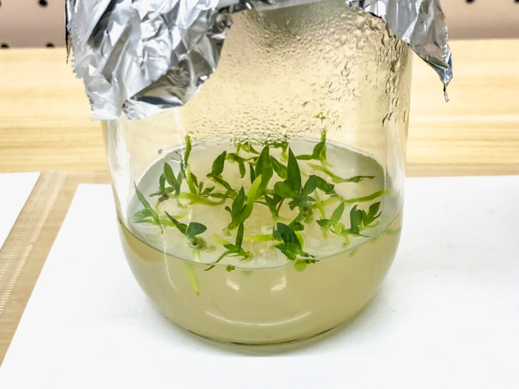 第52回埼玉洋らん展