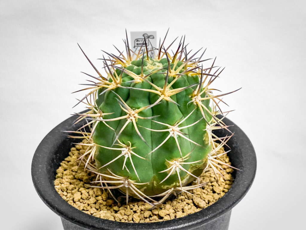 アカントカリキウム・ブレビスピヌム