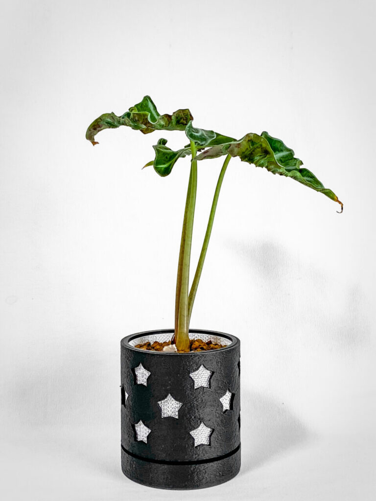 アロカシア・’ロコ’