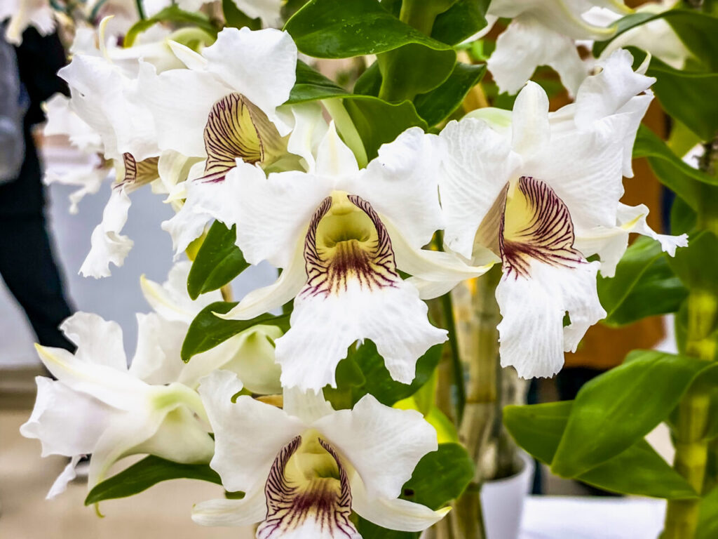 第52回埼玉洋らん展