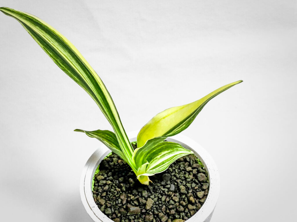 万年青実生株その1