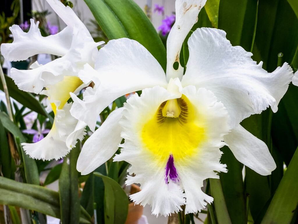 第52回埼玉洋らん展