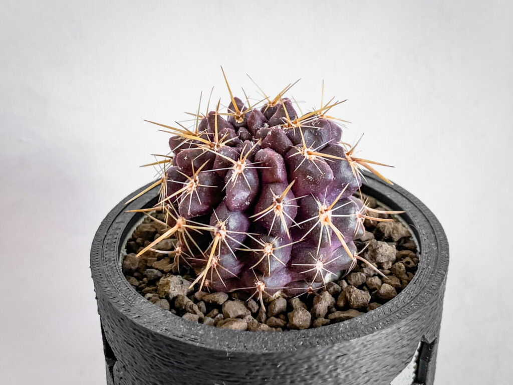 エリオシケ・’ドーベル’