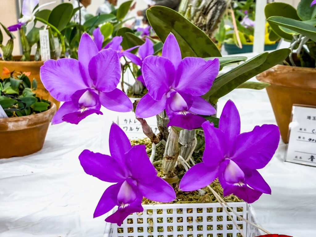 第52回埼玉洋らん展