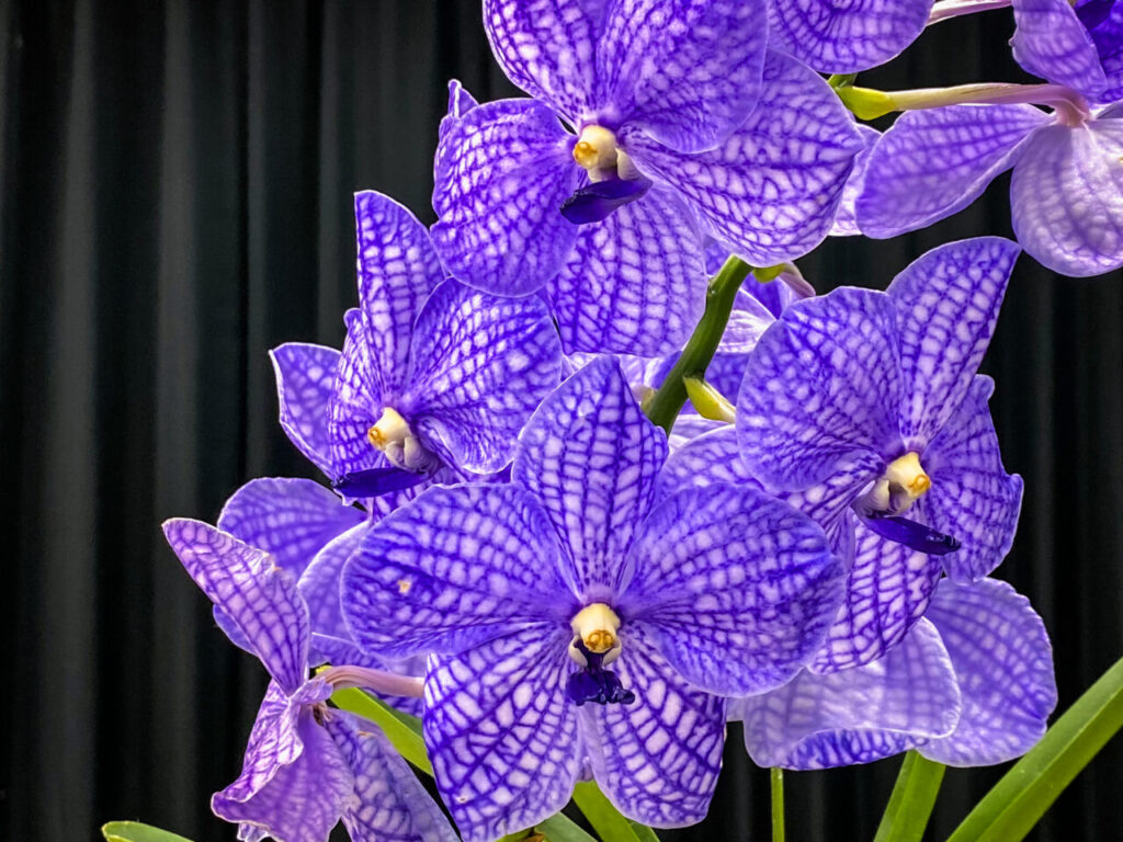 第52回埼玉洋らん展