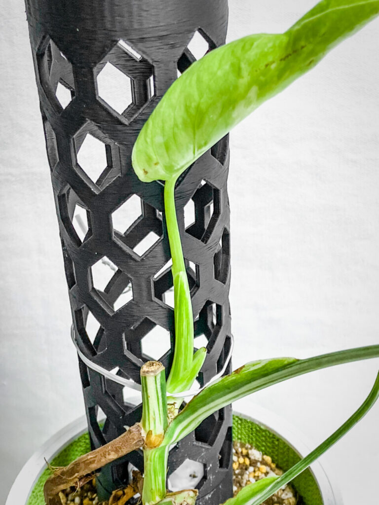 モンステラ・ボルシギアナ’ホワイトタイガー’