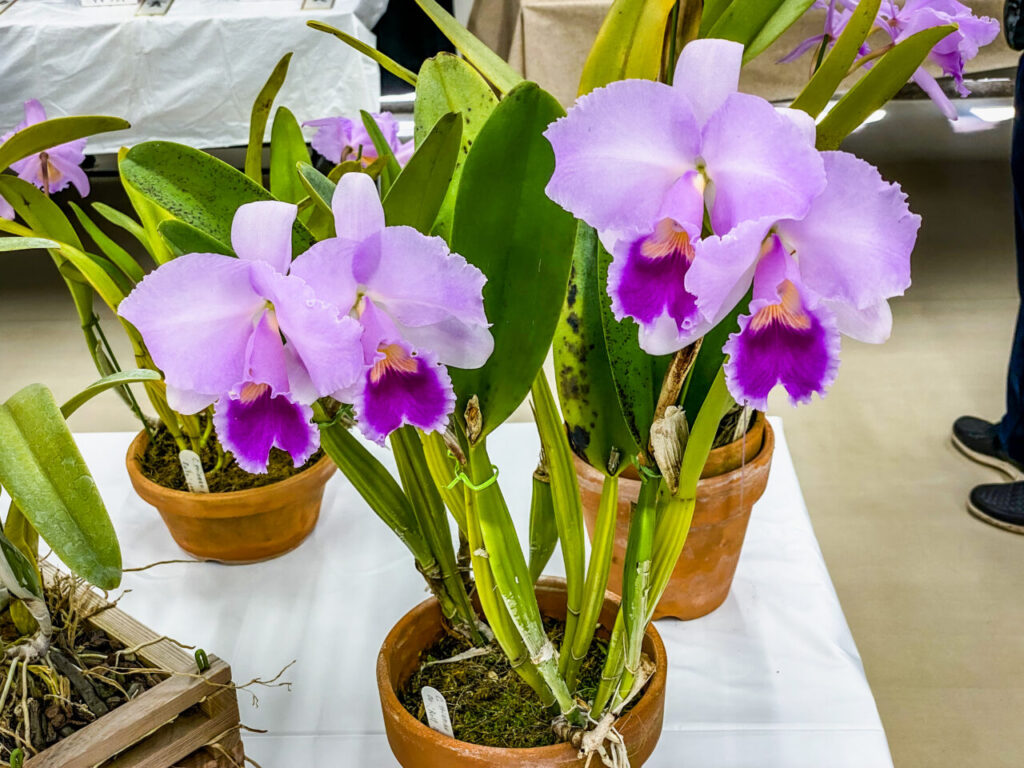 第52回埼玉洋らん展