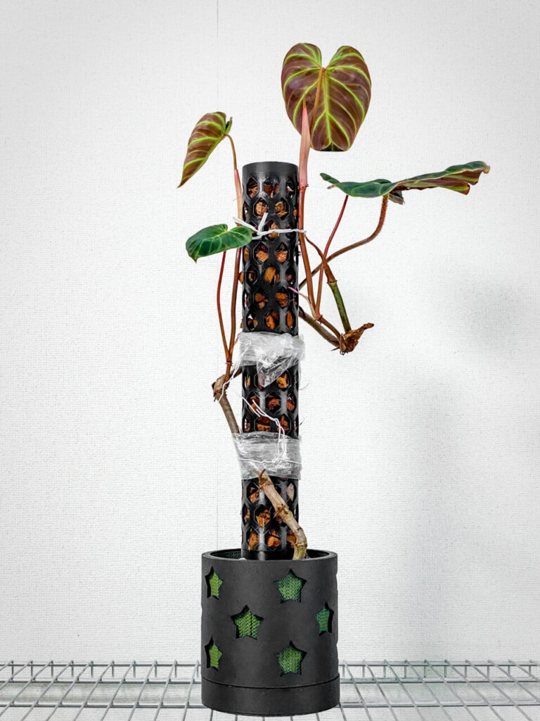 フィロデンドロン・ベルコーサム’ハミングバード’