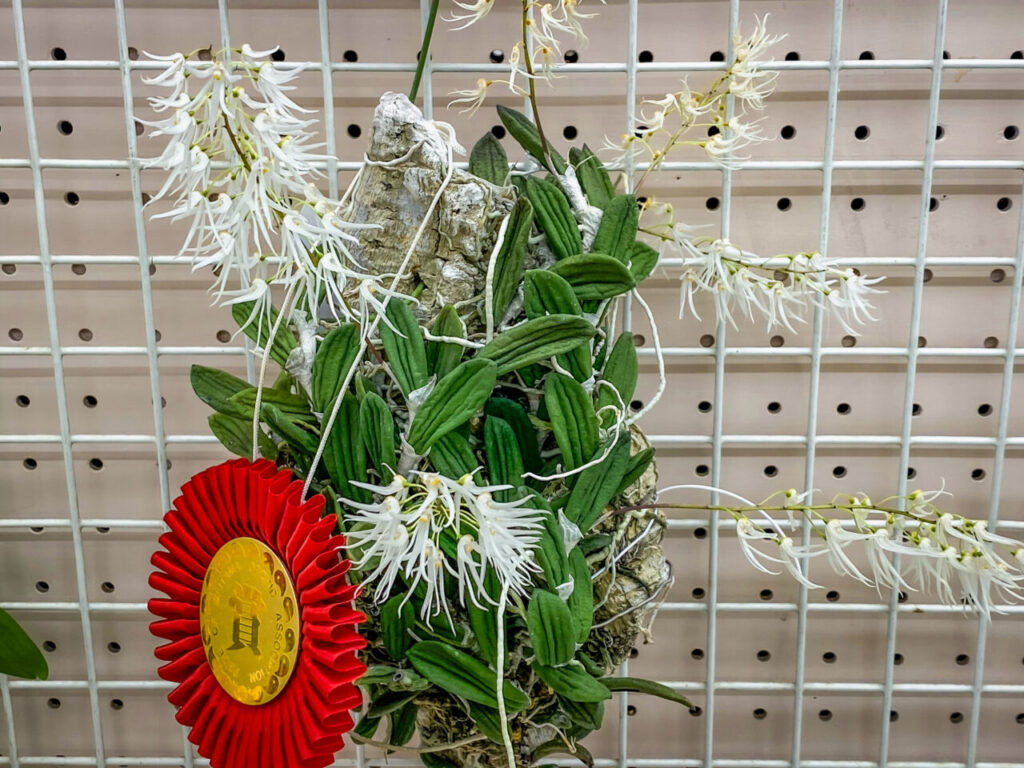 第52回埼玉洋らん展