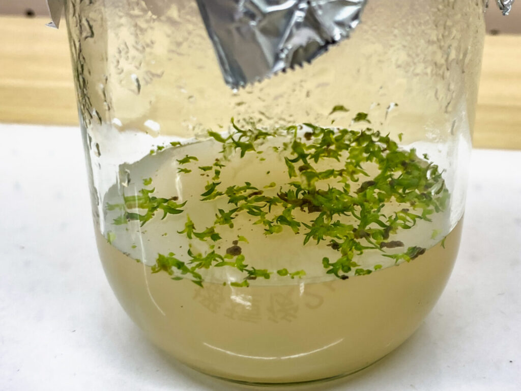 第52回埼玉洋らん展