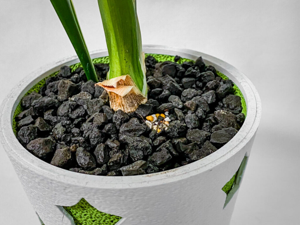 品種不明の万年青