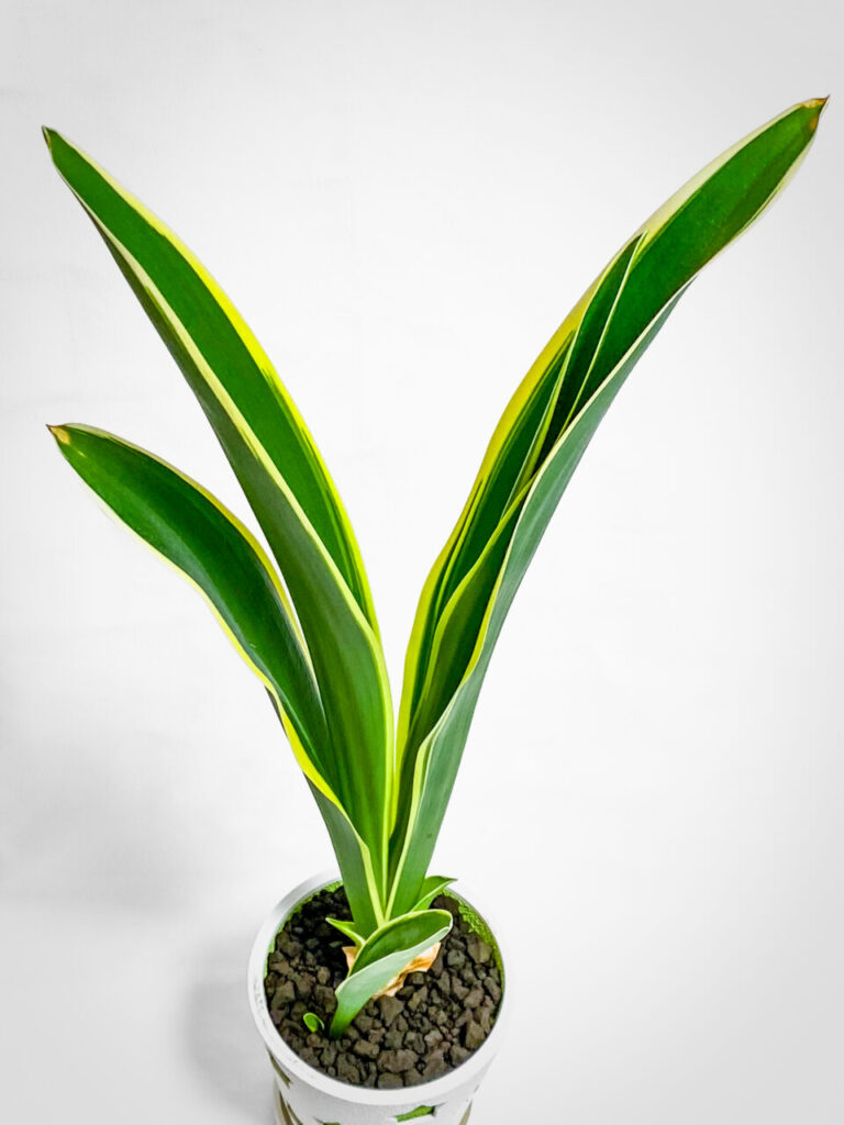 品種不明の万年青