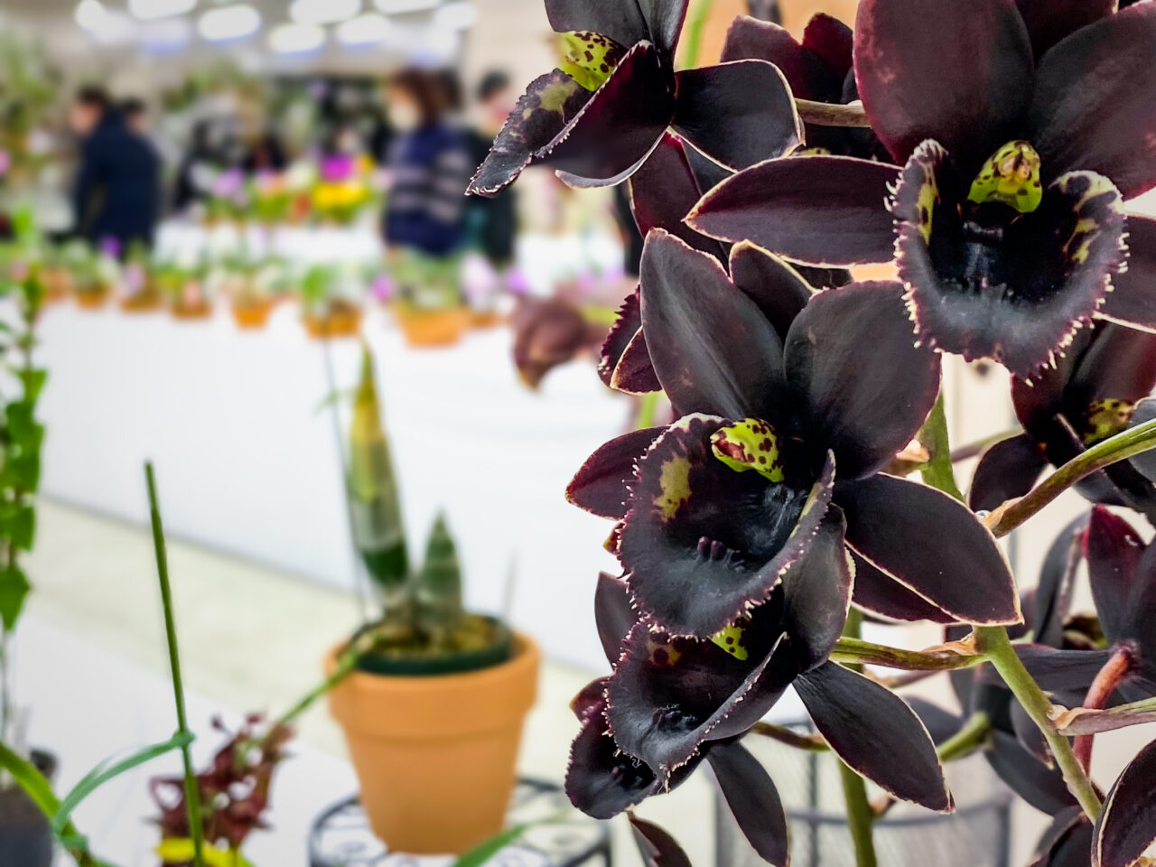 サンシャインシティ世界のらん展2026