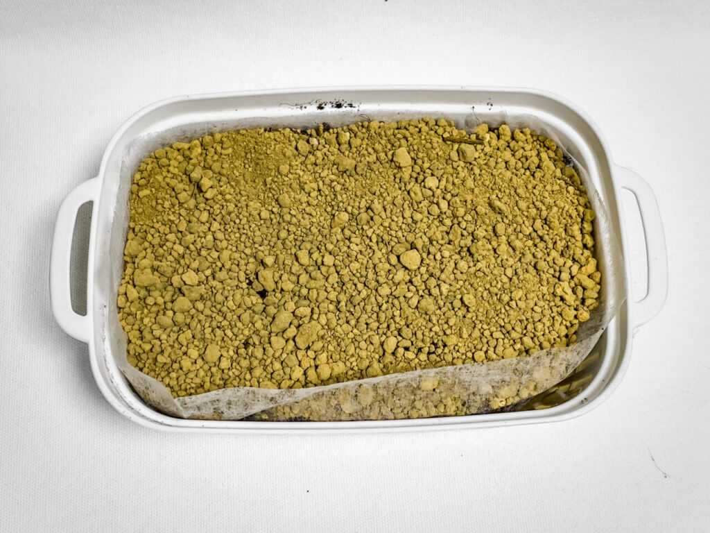 アロカシア・レギヌラ’ニンジャ’