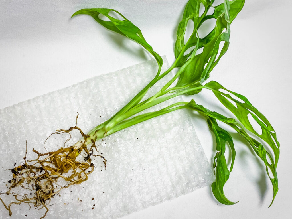 モンステラ・アダンソニー（マドカズラ）ミント斑