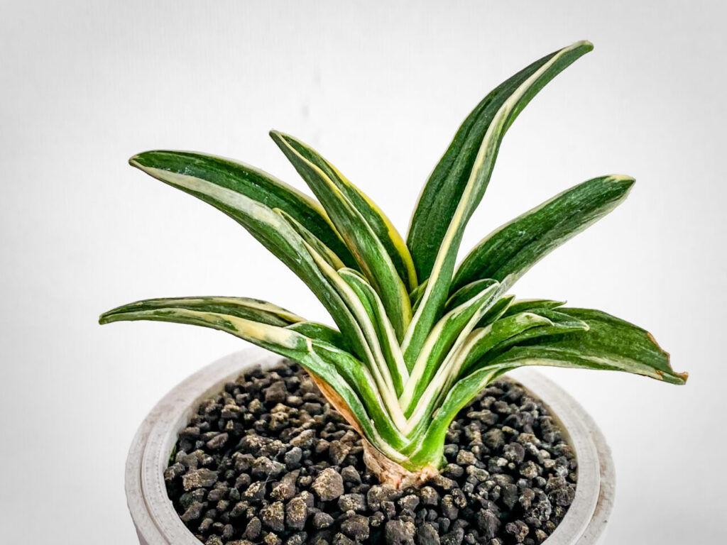 万年青・月光冠