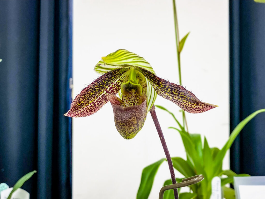 第52回埼玉洋らん展