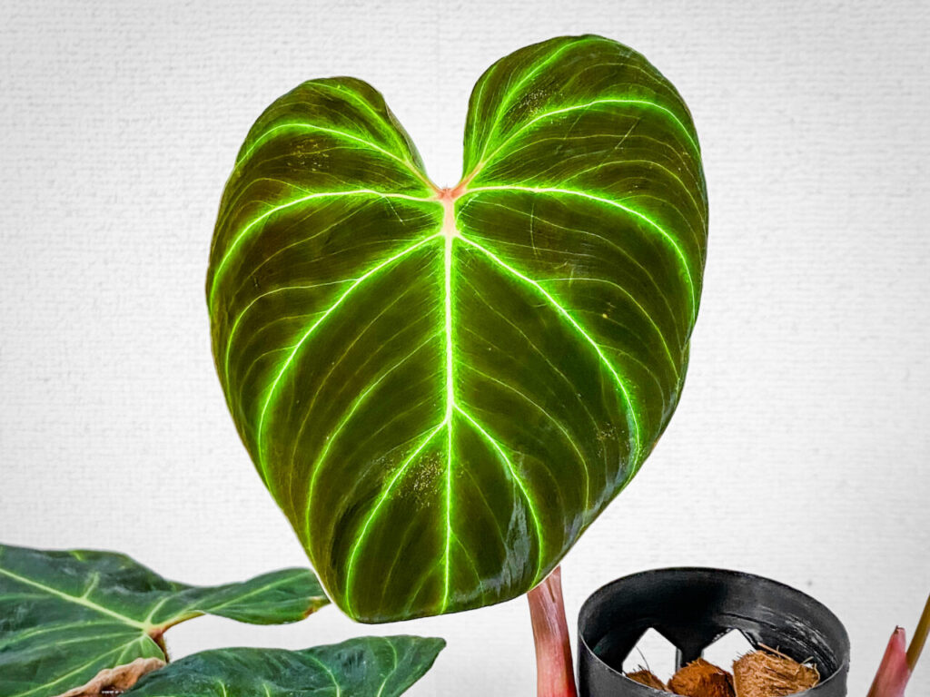 フィロデンドロン・ベルコーサム’ハミングバード’