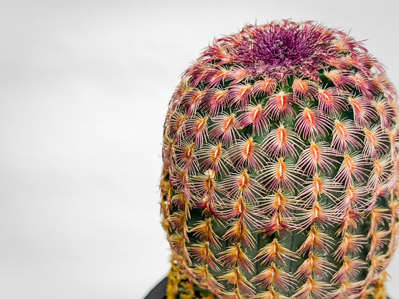 エキノセレウス・紅孔雀