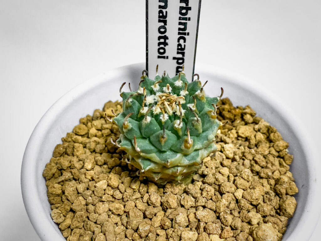 ツルビニカルプス・パナロットイ