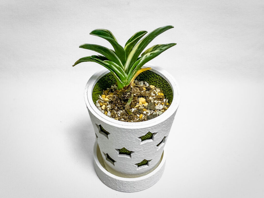 万年青・月光冠