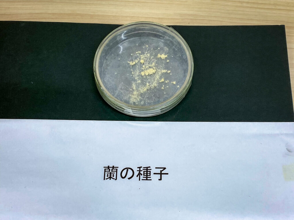 第52回埼玉洋らん展