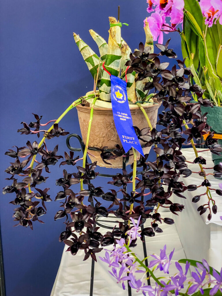 サンシャインシティ世界のらん展2026