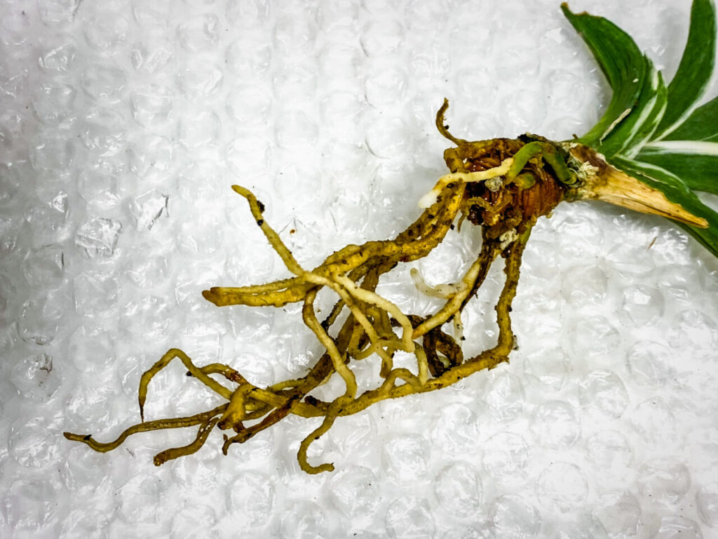 万年青・月光冠