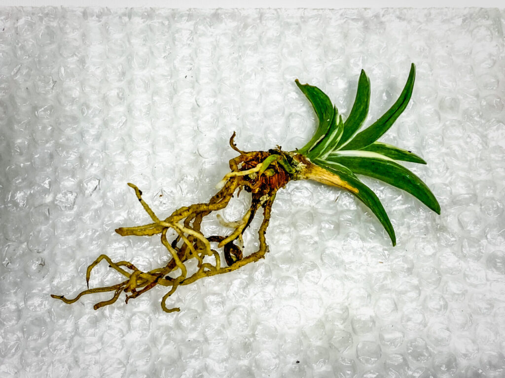 万年青・月光冠