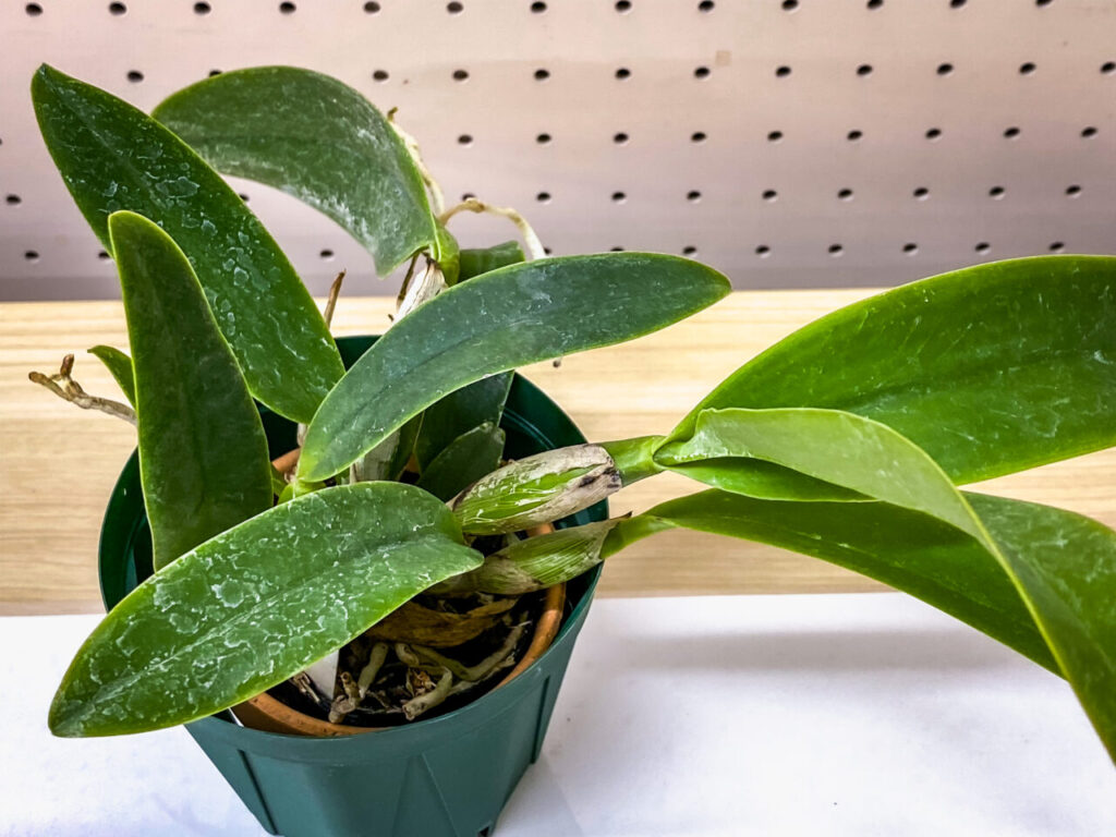 第52回埼玉洋らん展