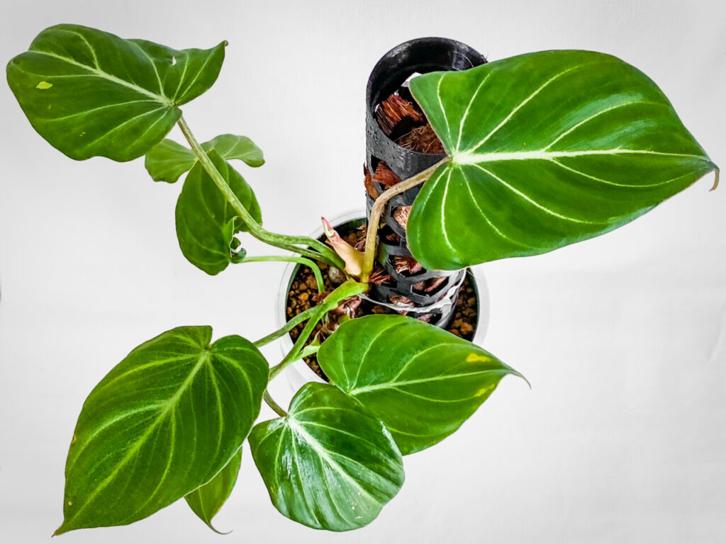 フィロデンドロン・グロリオーサム