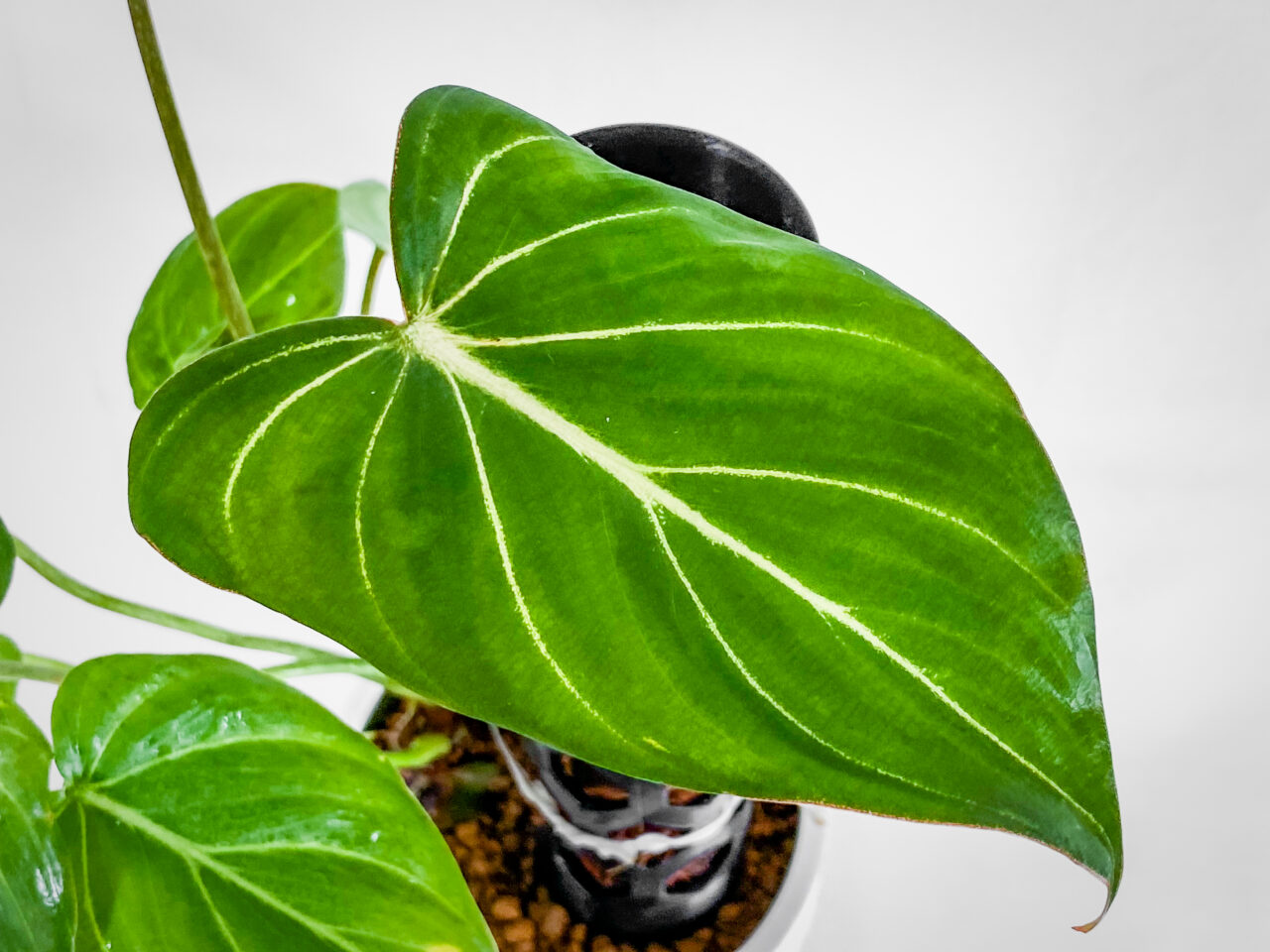 フィロデンドロン・グロリオーサム