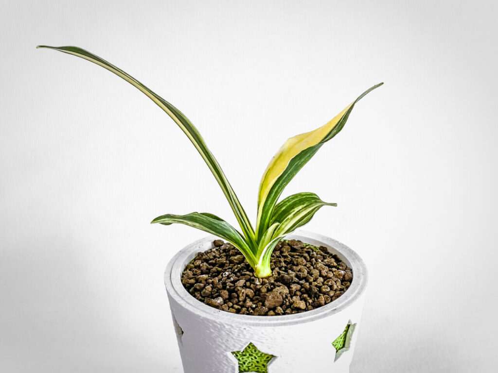 万年青実生株その1