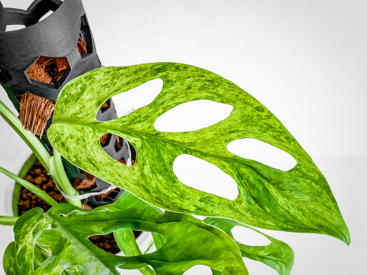 モンステラ・アダンソニー（マドカズラ）ミント斑