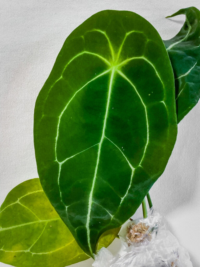 サンシャインシティ世界のらん展2026購入品：アンスリウム・フォルゲッティー