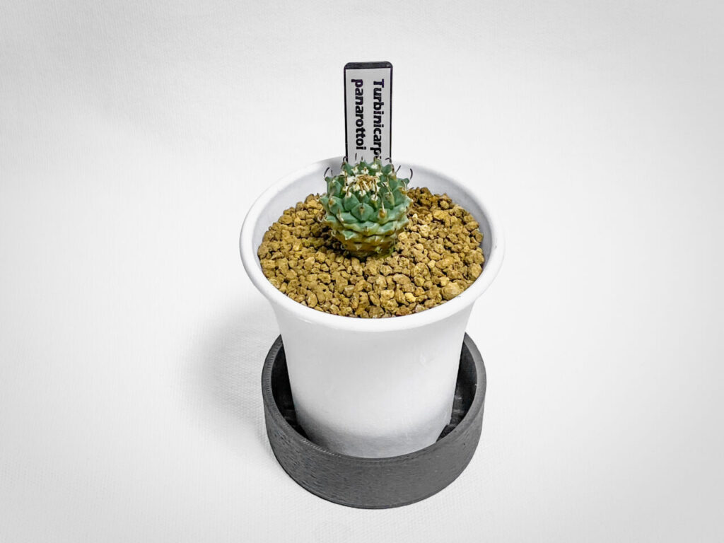 ツルビニカルプス・パナロットイ