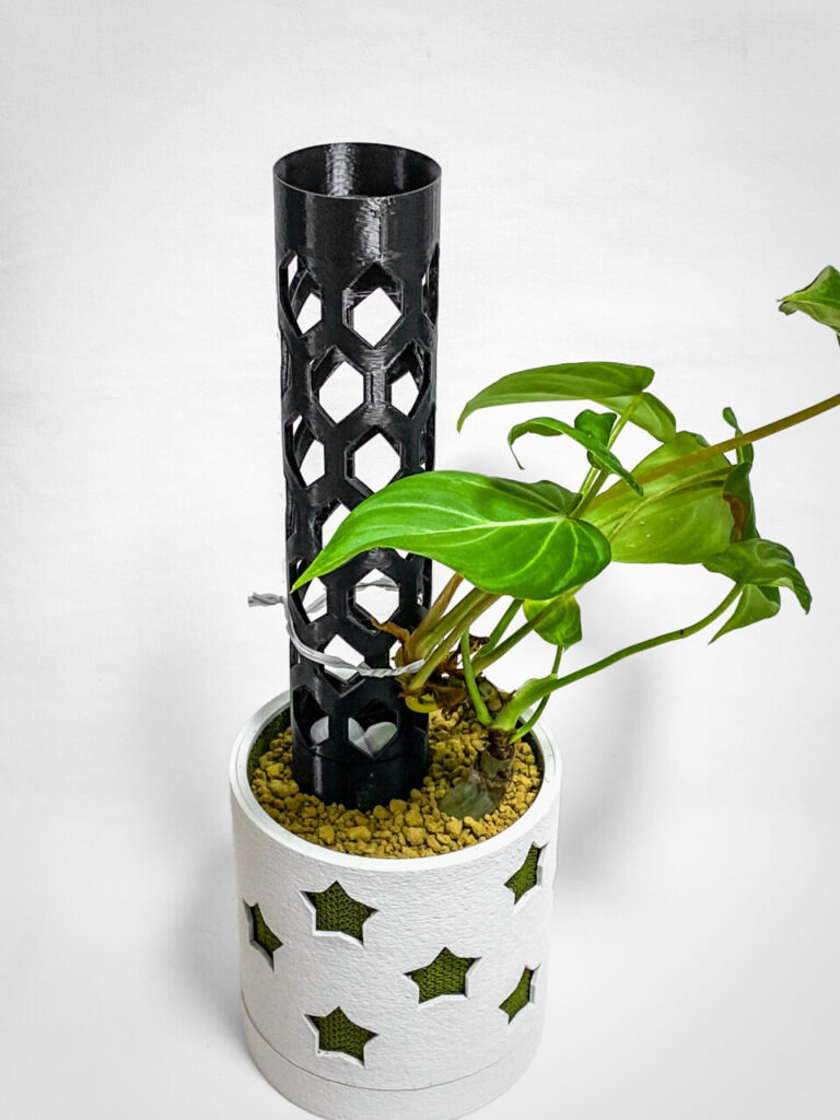 フィロデンドロン・グロリオーサム