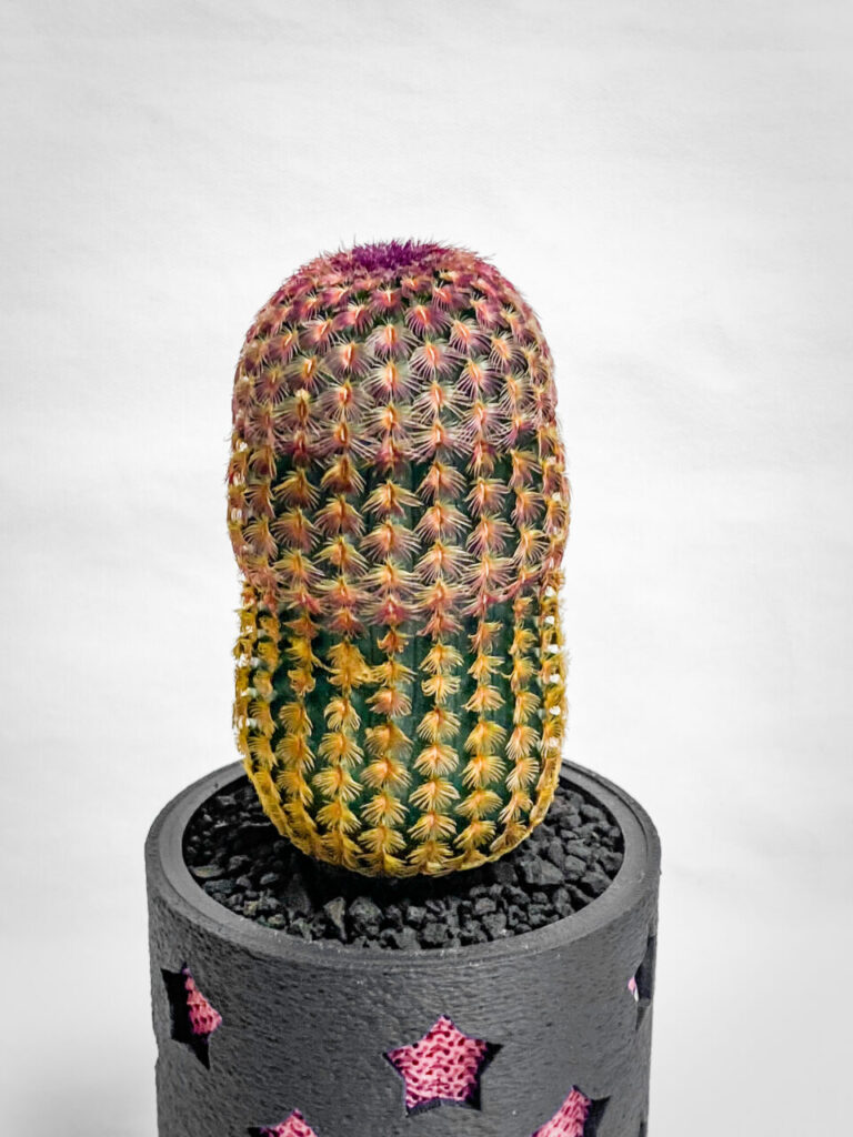 エキノセレウス・紅孔雀