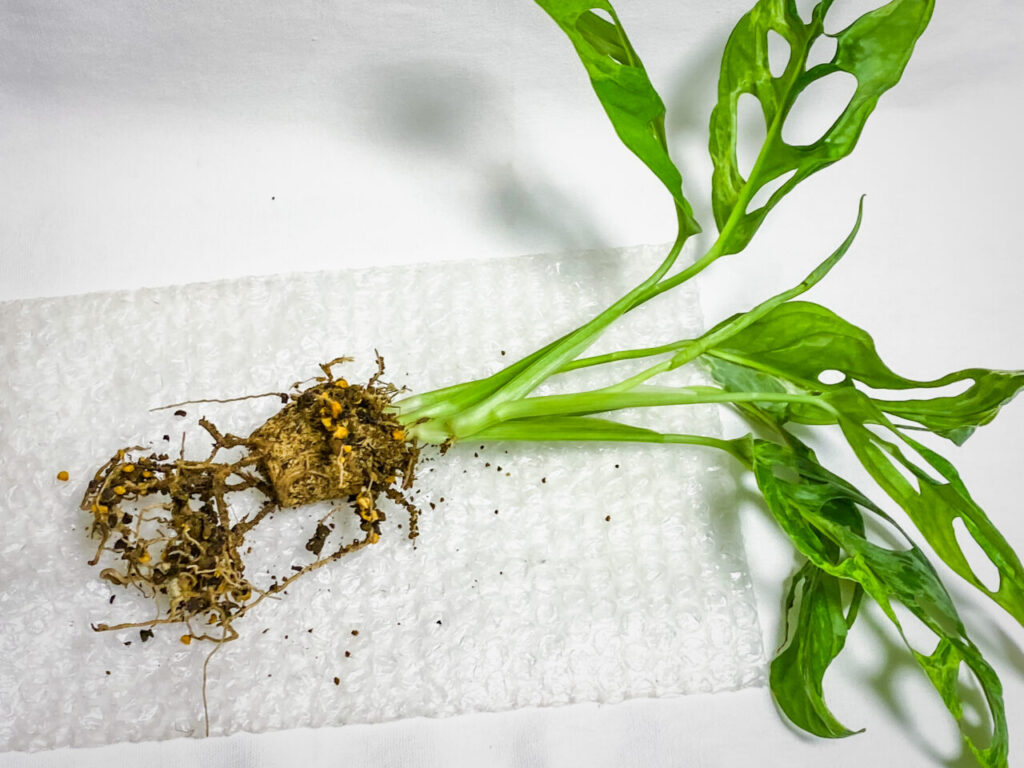 モンステラ・アダンソニー（マドカズラ）ミント斑