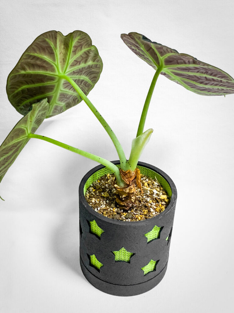 アロカシア・レギヌラ’ニンジャ’