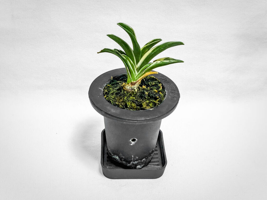 万年青・月光冠