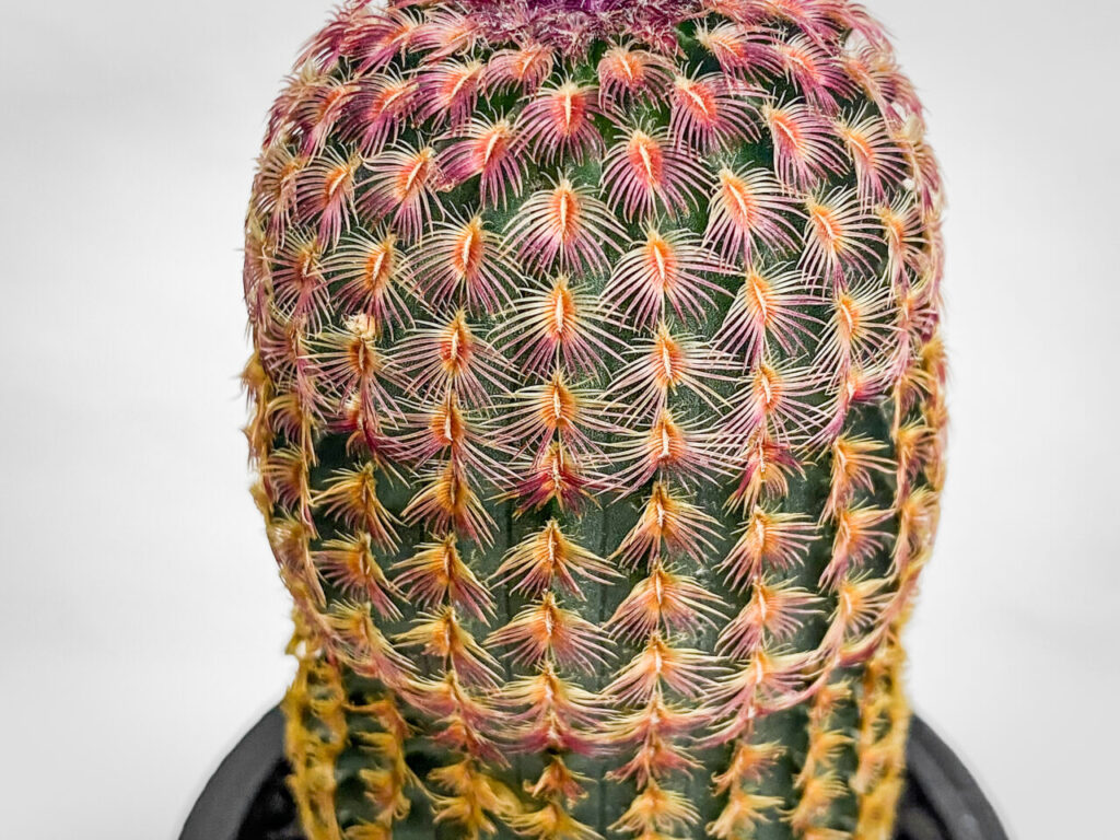 エキノセレウス・紅孔雀